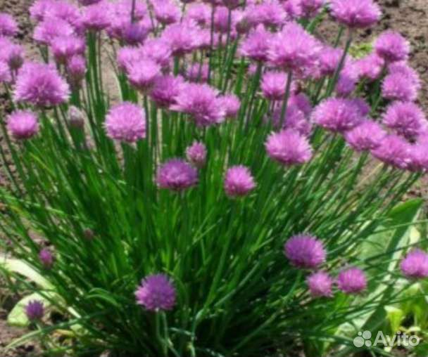 Лук слизун и шнитт