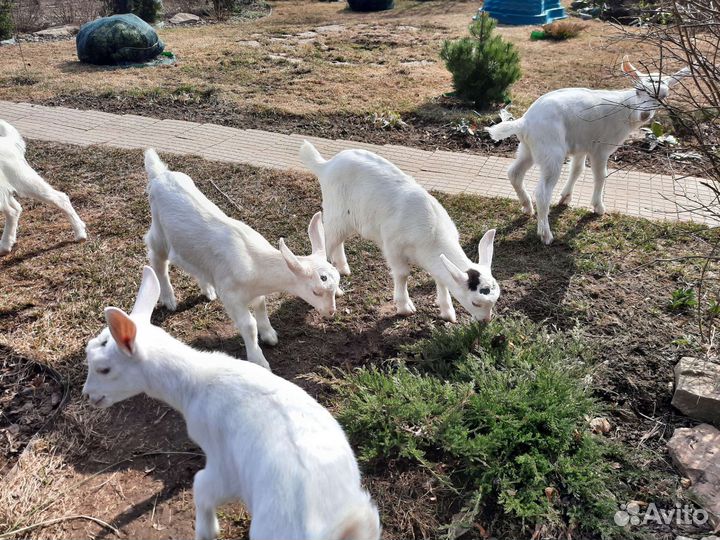 Козлята зааненские продаются