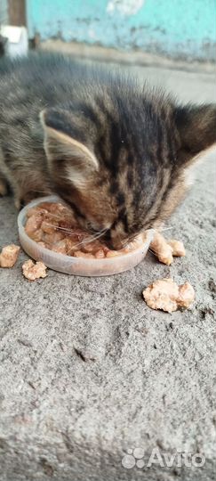 Котёнок бесплатно
