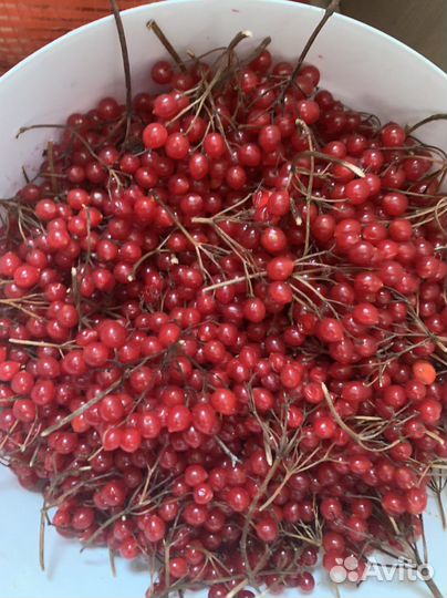 Ягода калина