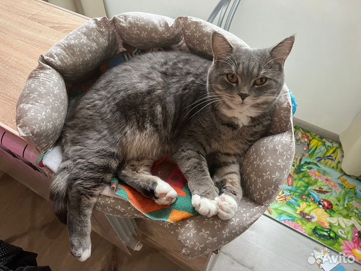 Шикарный кот в добрые руки