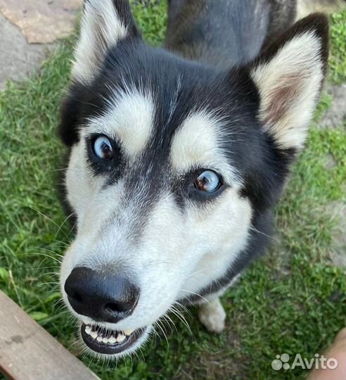 Сибирский хаски