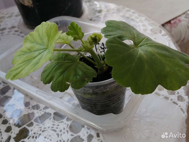 Пеларгония герань