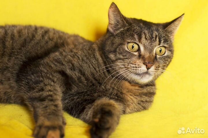 Кошечку Милу вернули в приют