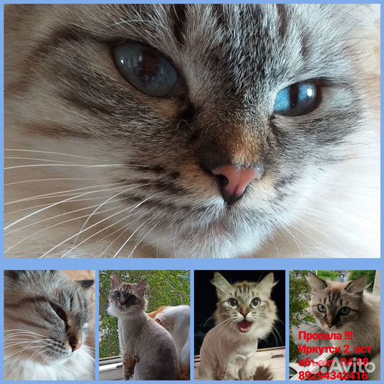 Невская маскарадная потерялась во втором И