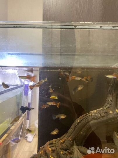 Рыбки гуппи