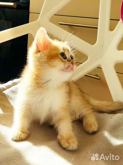 Золотая няшечка- лупастик