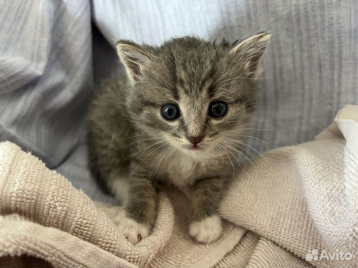 Котенок серый мальчик