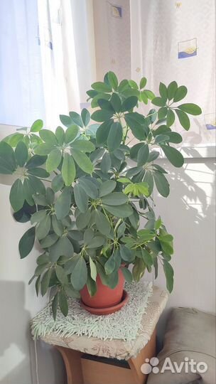 Цветок шефлера