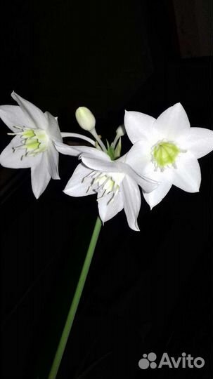 Лилия амазонскоя