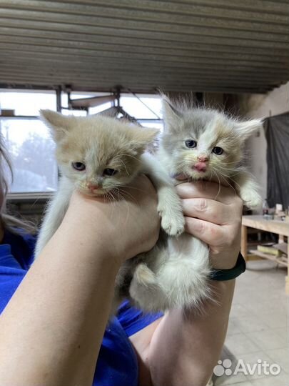 Котята в добрые руки бесплатно