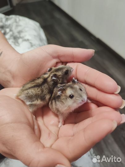 Джунгарский хомяк