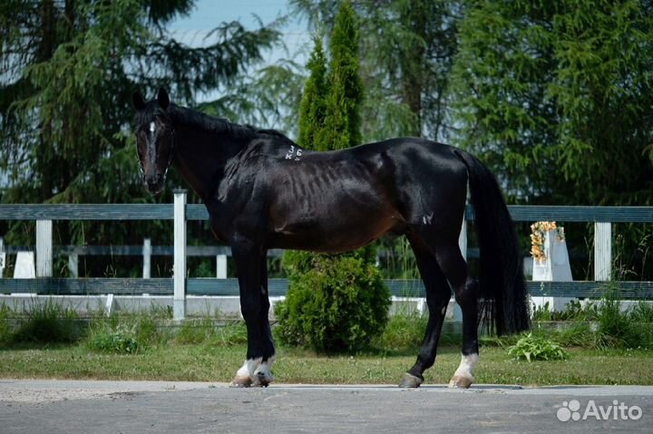 Продается замороженное семя. Сыновья Буга и Тавра