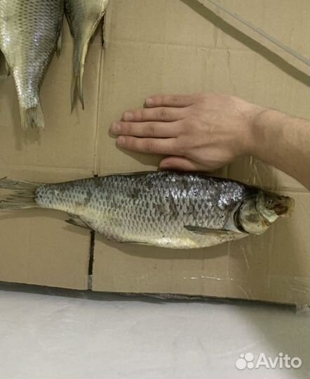 Астраханская Вобла с икрой