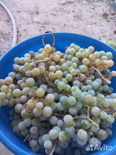 Винный виноград