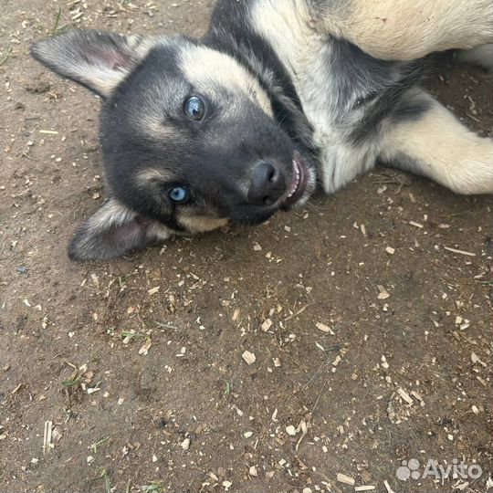 Смесь хаски с овчаркой