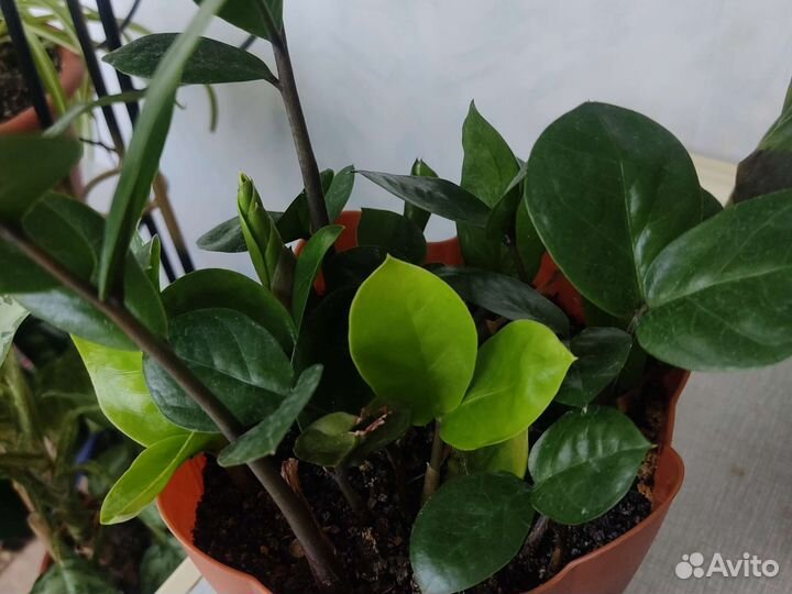 Комнатные растения