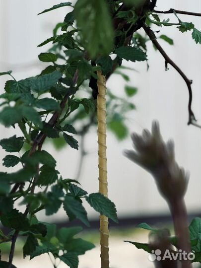 Колышки садовые