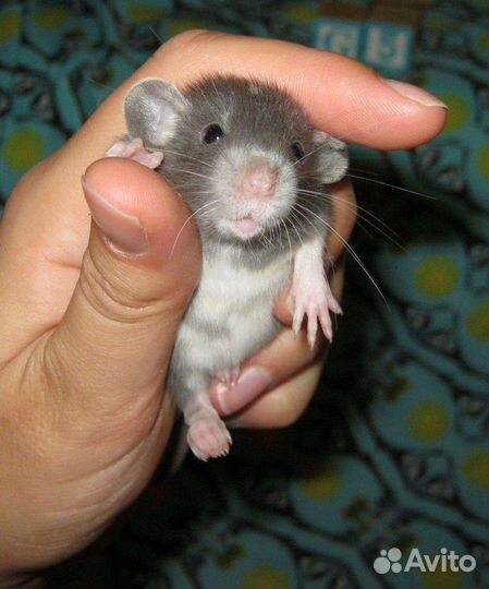 Крыса дамбо