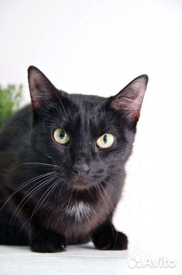 Кошка котенок черная