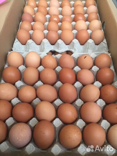 Яйцо куриное Оптом со С1 С2 С3