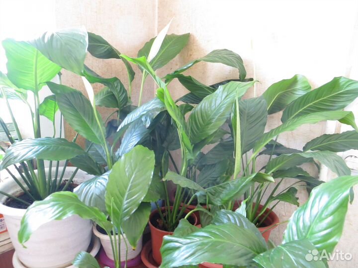 Продам спатифиллумы и др.комн.растения