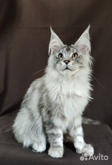 Котята мейн кун серебрянные и черный дым