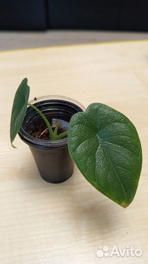 Аглонема Мело