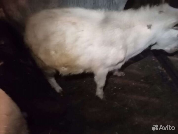 Козы и козел