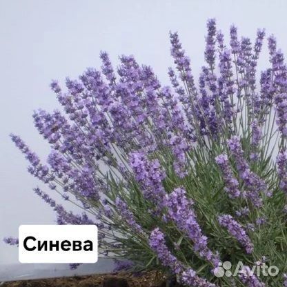 Лаванда узколистная 