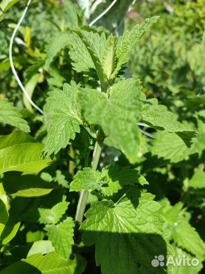 Мята перечная, ментоловая, ананасная, лофант