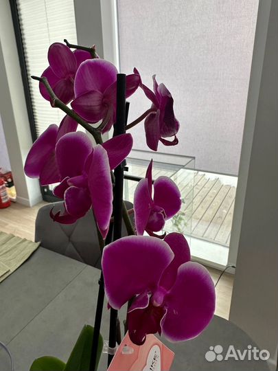 Орхидея Pretoria