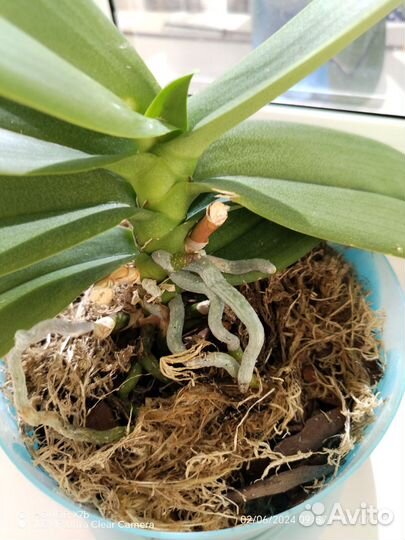 Орхидея фаленопсис