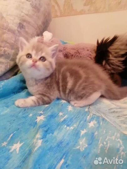 Шотландские вислоухие золотые мишутки