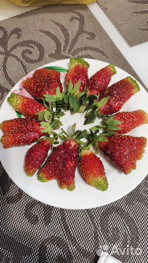 Купчиха саженцы клубники земклуники