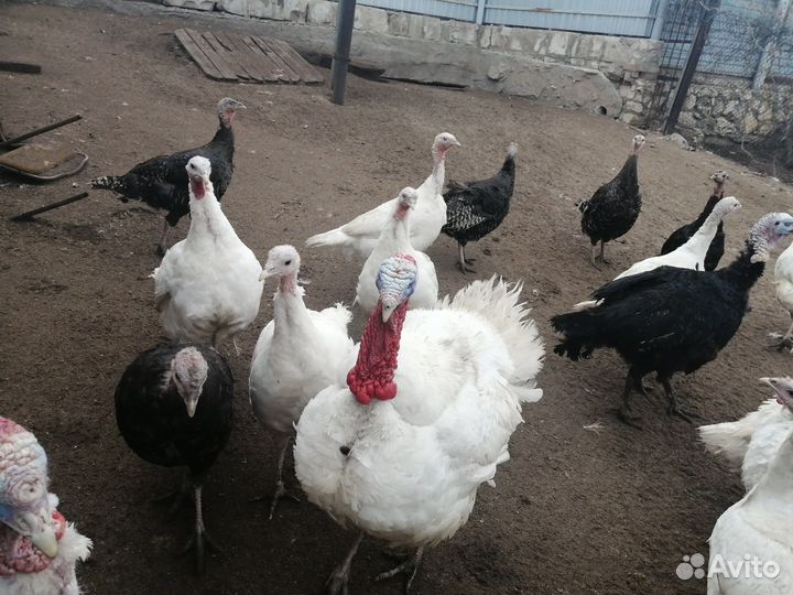 Индюшата, цесарята в Курумоче