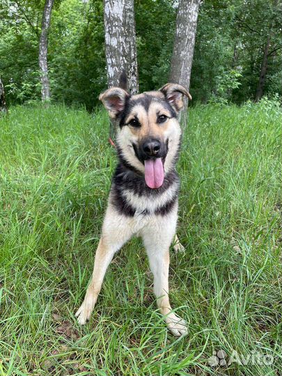 Собака из приюта бесплатно