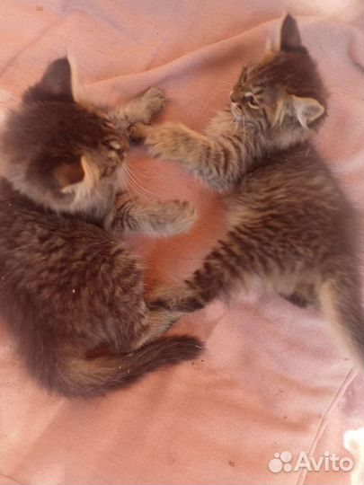 Домашние животные бесплатно котята