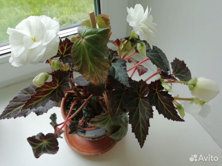 Цветы домашние