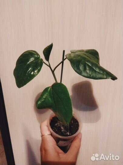 Сортовые гибискусы