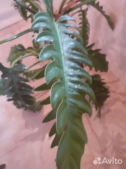 Филодендрон