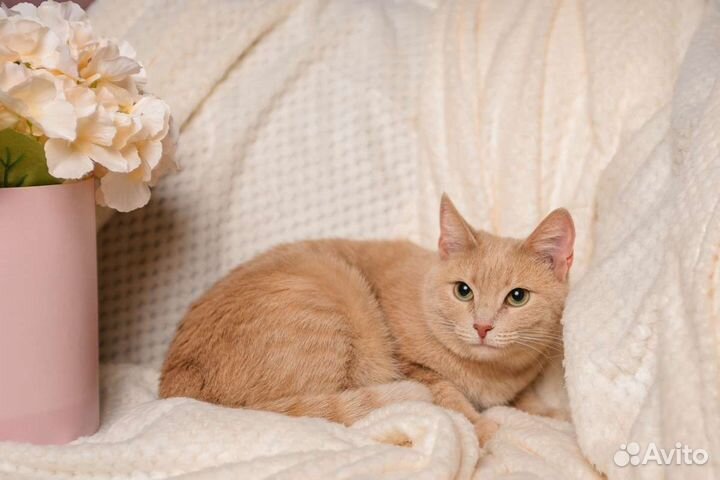 Кошечка Элисс