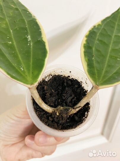 Хойя макрофилла альбомаргината