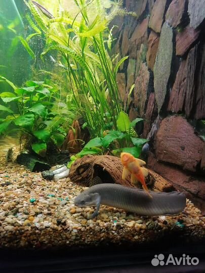 Аквариумные рыбки