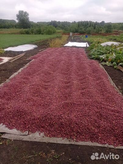 Лук севок кармен