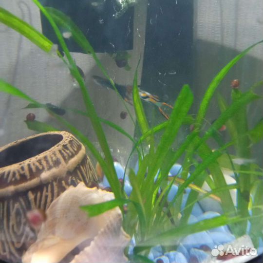 Рыбки, растения, креветки
