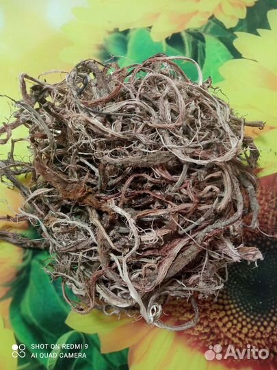 Красный корень