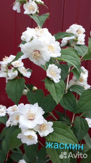 Декоративные кустарники для сада