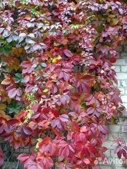 Саженцы девичьего винограда