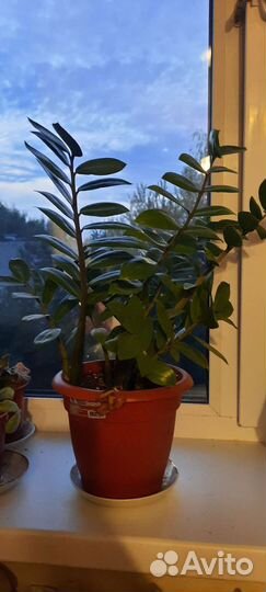 Замиокулькас